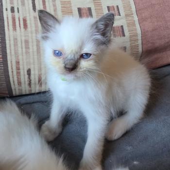 chaton Ragdoll chocolate point mitted Balya Orvessa ( anis) Trycoline’s