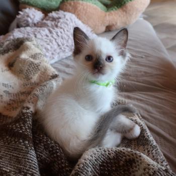 chaton Ragdoll chocolate point mitted Balya Orvessa ( anis) Trycoline’s