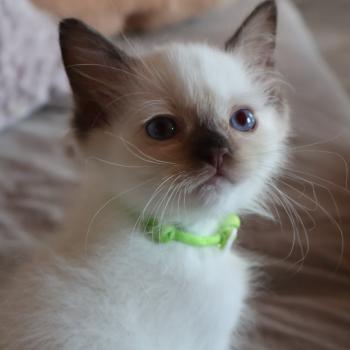 chaton Ragdoll chocolate point mitted Balya Orvessa ( anis) Trycoline’s