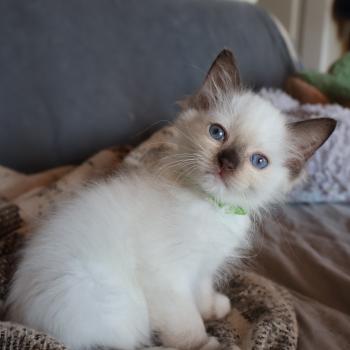 chaton Ragdoll chocolate point mitted Balya Orvessa ( anis) Trycoline’s