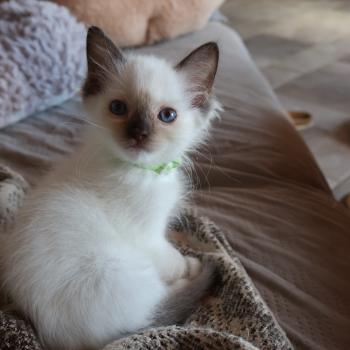 chaton Ragdoll chocolate point mitted Balya Orvessa ( anis) Trycoline’s