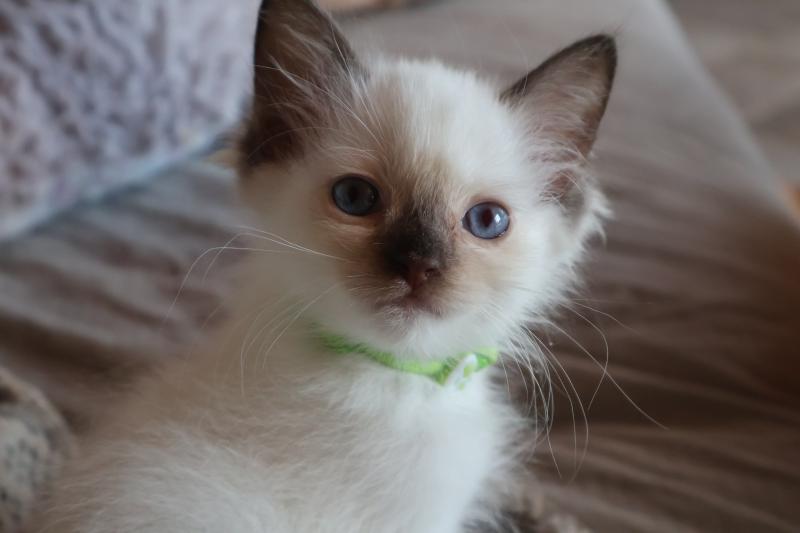 CH*Trycoline’s Balya Orvessa ( anis) Femelle Ragdoll