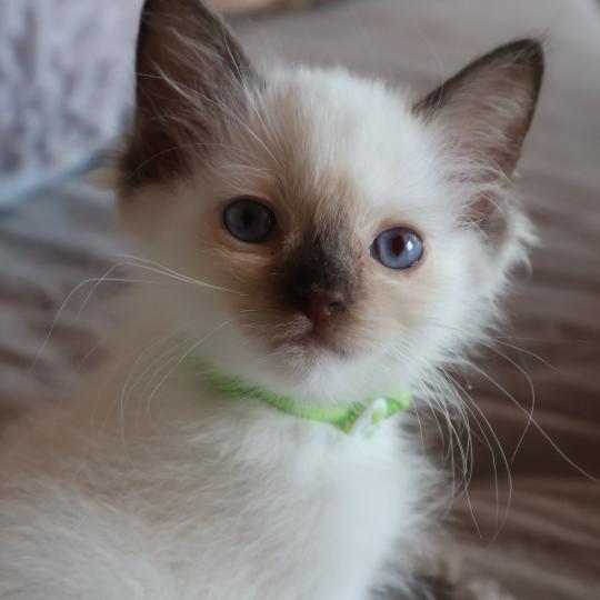 CH*Trycoline’s Balya Orvessa ( anis) Femelle Ragdoll