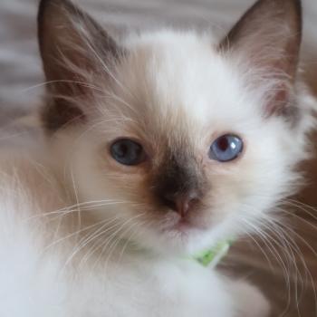 chaton Ragdoll chocolate point mitted Balya Orvessa ( anis) Trycoline’s