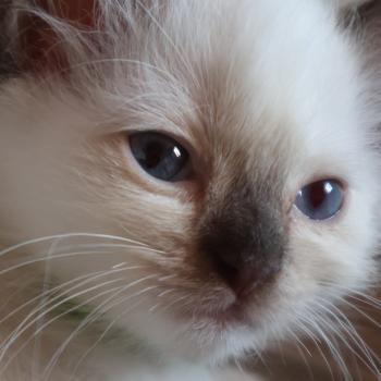 chaton Ragdoll chocolate point mitted Balya Orvessa ( anis) Trycoline’s