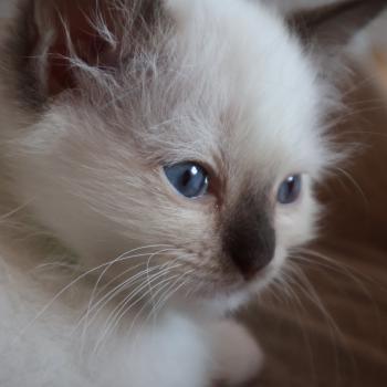 chaton Ragdoll chocolate point mitted Balya Orvessa ( anis) Trycoline’s