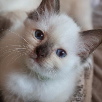 chaton Ragdoll chocolate point mitted Balya Orvessa ( anis) Trycoline’s