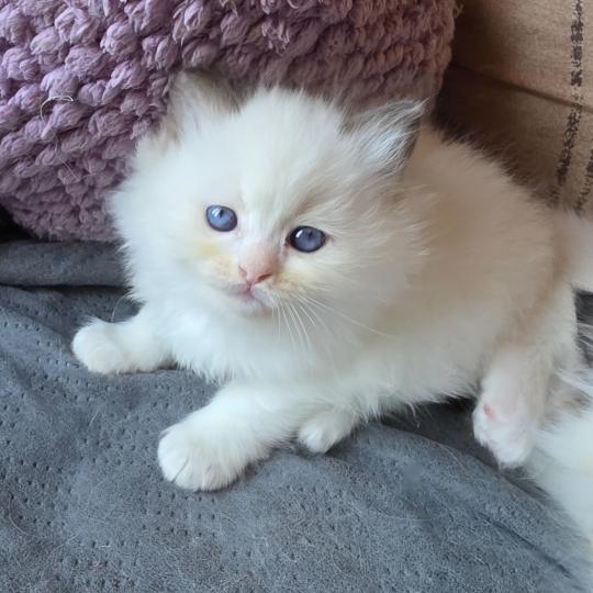 CH*Trycoline’s Balya Selvara (rouge) Femelle Ragdoll