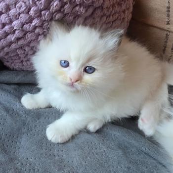 CH*Trycoline’s Balya Selvara (rouge) Femelle Ragdoll