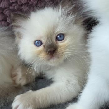 chaton Ragdoll chocolate point mitted Balya Velhane ( orange) Trycoline’s