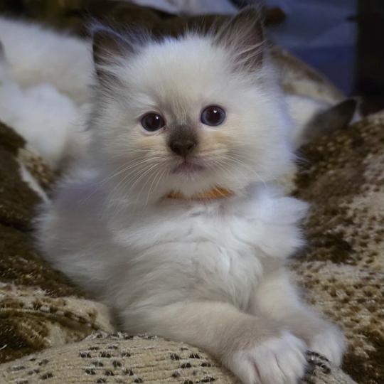 CH*Trycoline’s Balya Velhane ( orange) Femelle Ragdoll