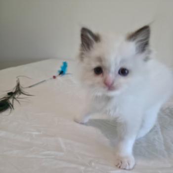 chaton Ragdoll chocolate point bicolor Bamey Naelis (jaune) Trycoline’s