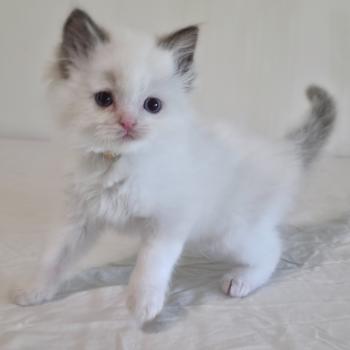 chaton Ragdoll chocolate point bicolor Bamey Naelis (jaune) Trycoline’s