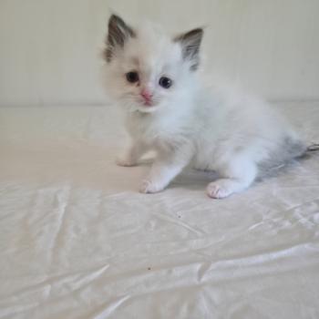 chaton Ragdoll chocolate point bicolor Bamey Naelis (jaune) Trycoline’s