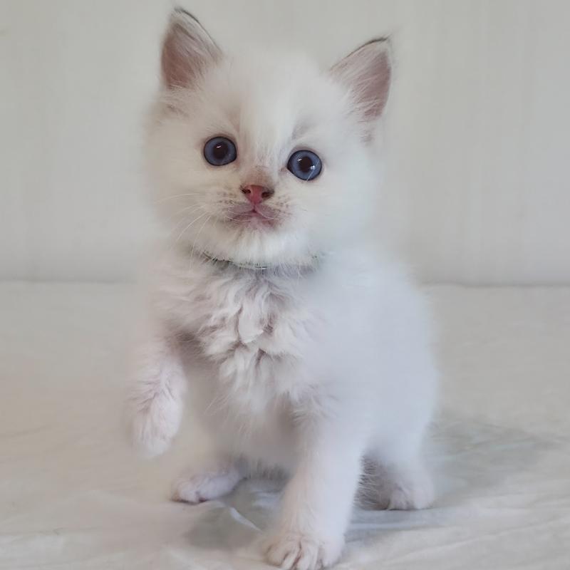 CH*Trycoline’s Bamey Sélion (vert) Mâle Ragdoll