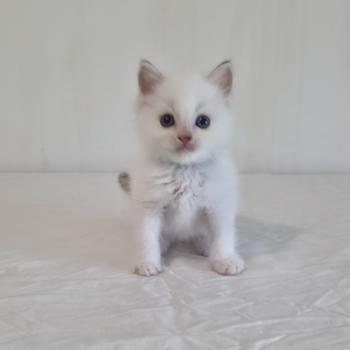 chaton Ragdoll chocolate tabby point bicolor Bamey Sélion (vert) Trycoline’s
