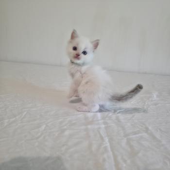 chaton Ragdoll chocolate tabby point bicolor Bamey Sélion (vert) Trycoline’s