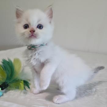 chaton Ragdoll chocolate tabby point bicolor Bamey Sélion (vert) Trycoline’s