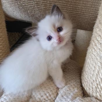 chaton Ragdoll chocolate point bicolor Bamey Sorely (rose) Trycoline’s