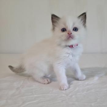 chaton Ragdoll chocolate point bicolor Bamey Sorely (rose) Trycoline’s