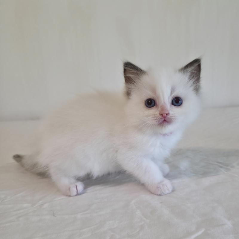 CH*Trycoline’s Bamey Sorely (rose) Femelle Ragdoll