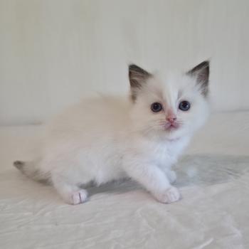 chaton Ragdoll chocolate point bicolor Bamey Sorely (rose) Trycoline’s