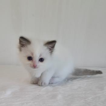 chaton Ragdoll chocolate point bicolor Bamey Sorely (rose) Trycoline’s