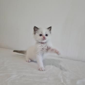 chaton Ragdoll chocolate point bicolor Bamey Sorely (rose) Trycoline’s