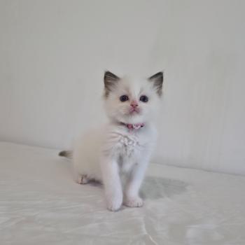 chaton Ragdoll chocolate point bicolor Bamey Sorely (rose) Trycoline’s