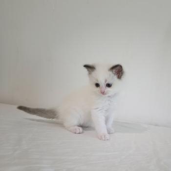 chaton Ragdoll chocolate point bicolor Bamey Sorely (rose) Trycoline’s