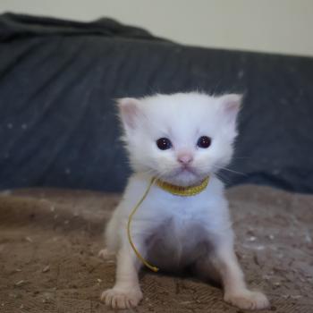 chaton Ragdoll Bazylo Hélior (collier jaune) Trycoline’s