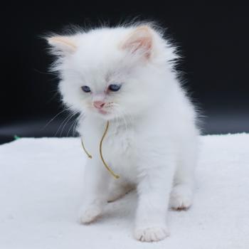 chaton Ragdoll red point Bazylo Hélior (collier jaune) Trycoline’s