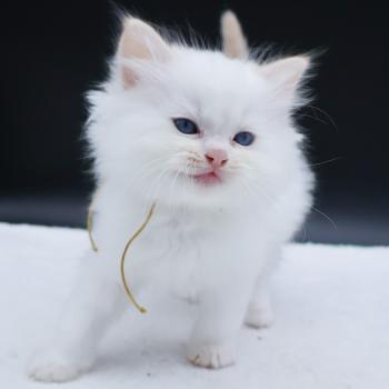 chaton Ragdoll red point Bazylo Hélior (collier jaune) Trycoline’s