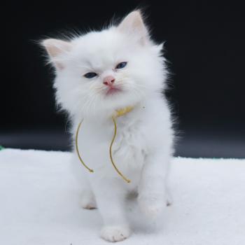 chaton Ragdoll red point Bazylo Hélior (collier jaune) Trycoline’s