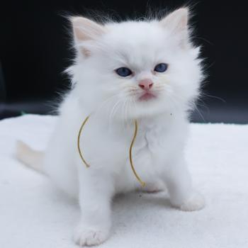 chaton Ragdoll red point Bazylo Hélior (collier jaune) Trycoline’s