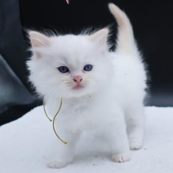 chaton Ragdoll red point Bazylo Hélior (collier jaune) Trycoline’s