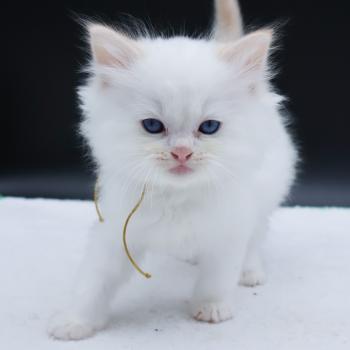 chaton Ragdoll red point Bazylo Hélior (collier jaune) Trycoline’s