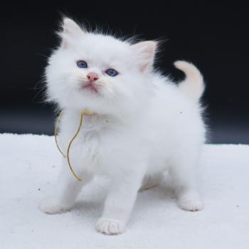 chaton Ragdoll red point Bazylo Hélior (collier jaune) Trycoline’s