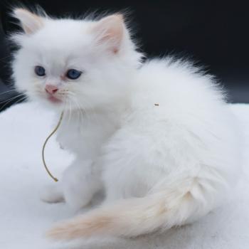 chaton Ragdoll red point Bazylo Hélior (collier jaune) Trycoline’s