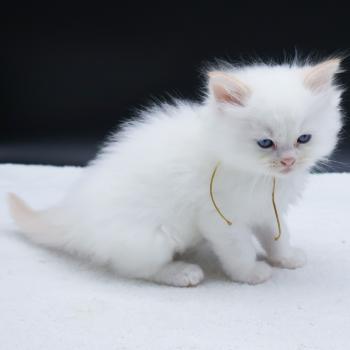chaton Ragdoll red point Bazylo Hélior (collier jaune) Trycoline’s