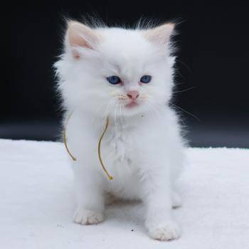 chaton Ragdoll red point Bazylo Hélior (collier jaune) Trycoline’s
