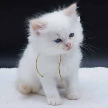 chaton Ragdoll red point Bazylo Hélior (collier jaune) Trycoline’s