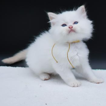 chaton Ragdoll red point Bazylo Hélior (collier jaune) Trycoline’s