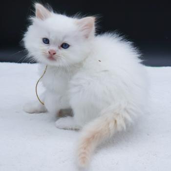 chaton Ragdoll red point Bazylo Hélior (collier jaune) Trycoline’s