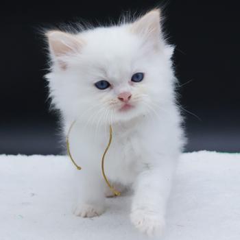 chaton Ragdoll red point Bazylo Hélior (collier jaune) Trycoline’s