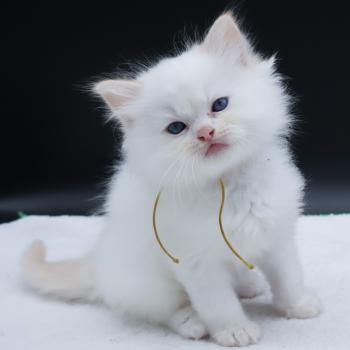 chaton Ragdoll red point Bazylo Hélior (collier jaune) Trycoline’s