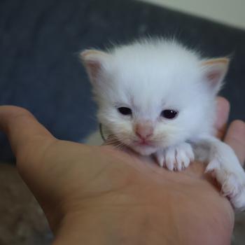 chaton Ragdoll Bazylo Kaïros (collier vert) Trycoline’s