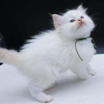 chaton Ragdoll red point Bazylo Kaïros (collier vert) Trycoline’s