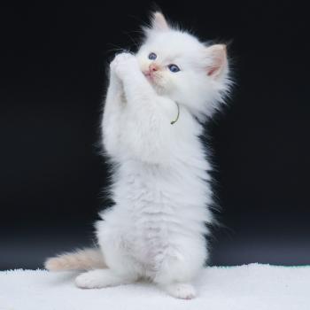 chaton Ragdoll red point Bazylo Kaïros (collier vert) Trycoline’s