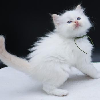chaton Ragdoll red point Bazylo Kaïros (collier vert) Trycoline’s